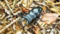 Black male stag beetle, insect, Taiwan, Asia, nature