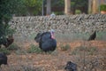 Black male turkey Meleagris gallapovo and hens in farm