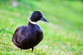 Black mallard duck looking right