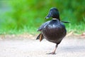 Black mallard duck striking a pose