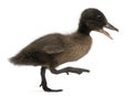 Black Mallard or wild duck, Anas platyrhynchos