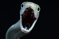 Black mamba attack Dendroaspis polylepis