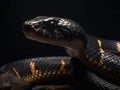 A Black Mamba on a Dark Background