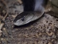 black mamba, Dendroaspis polylepis, is Africa`s most venomous snake