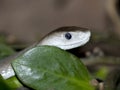 Black mamba, Dendroaspis polylepis, is a great dangerous poisonous snake