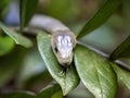 Black mamba, Dendroaspis polylepis, is a great dangerous poisonous snake