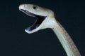 Black mamba/ Dendroaspis polylepis