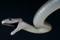 Black mamba/ Dendroaspis polylepis