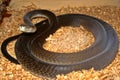 Black mamba, Dendroaspis polylepis, is one of the most feared snakes Royalty Free Stock Photo