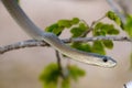 Black Mamba Royalty Free Stock Photo