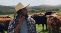 Black man, farmer and phone call with cows in agriculture for conversation or communication in countryside. African male Royalty Free Stock Photo