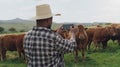 Black man, farmer and photography with cows for picture, memory or capture of livestock in countryside. Rear view of Royalty Free Stock Photo