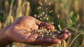 Black man hand gathers falling wheat grains against field