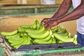 Black man worker preparing to pack bananas in a factory