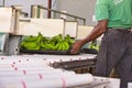 Black man worker preparing to pack bananas in a factory