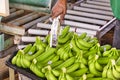 Black man worker preparing to pack bananas in a factory