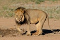 Black-maned African lion