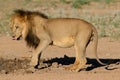 Black-maned African lion