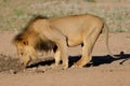 Black-maned African lion