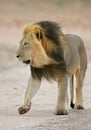 Black-maned African lion