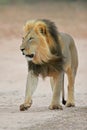 Black-maned African lion