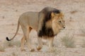 Black-maned lion Royalty Free Stock Photo