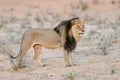 Black-maned lion