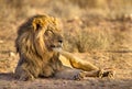 Black-maned lion of the Kalahari resting after eating a gemsbok