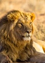 Black-maned lion of the Kalahari resting after eating a gemsbok Royalty Free Stock Photo