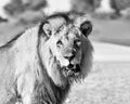 Black-maned Lion Royalty Free Stock Photo