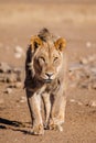 Black-maned lion of the Kalahari walking towards a waterhole Royalty Free Stock Photo