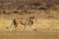 Black-maned lion of the Kalahari walking towards a waterhole Royalty Free Stock Photo