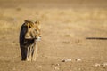 Black-maned lion of the Kalahari walking towards a waterhole Royalty Free Stock Photo