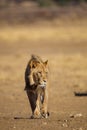 Black-maned lion of the Kalahari walking towards a waterhole in the Kgalagadi Royalty Free Stock Photo