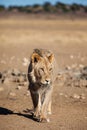 Black-maned lion of the Kalahari walking towards a waterhole in the Kgalagadi Royalty Free Stock Photo