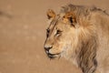 Black-maned lion of the Kalahari walking towards a waterhole in the Kgalagadi Royalty Free Stock Photo