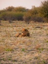 Black-maned lion, panthera leo. Madikwe Game Reserve, South Africa Royalty Free Stock Photo