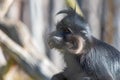 Black mangabey - Cercopithecidae sitting on a branch. Little black monkey