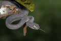 Black mangrove pit Viper closeup on branch Royalty Free Stock Photo