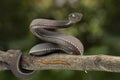 Black mangrove pit Viper closeup on branch Royalty Free Stock Photo