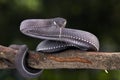 Black mangrove pit Viper closeup on branch Royalty Free Stock Photo