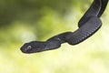 Black mangrove pit Viper closeup on branch Royalty Free Stock Photo