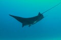 Black manta ray Royalty Free Stock Photo