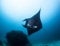 Black manta ray Royalty Free Stock Photo