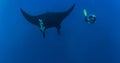 Black Manta Ray with a Scuba Diver at Islas Revillagigedos, Mexico Royalty Free Stock Photo