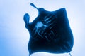 Black manta ray Royalty Free Stock Photo