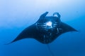 Black manta ray Royalty Free Stock Photo