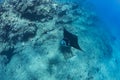 Black mantaray floating over coral reef underwater shot