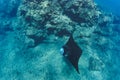 Black mantaray floating over coral reef underwater shot