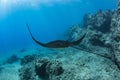 Black mantaray floating over coral reef underwater shot